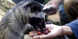 Biji Kopinya Halal, Bolehkah Makan Daging Luwak?