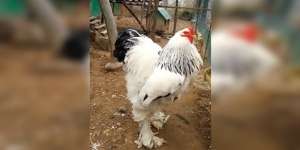 Tingginya 1 Meter, Ukuran Ayam Ini Bikin Netizen Merinding!