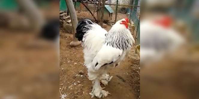 Tingginya 1 Meter, Ukuran Ayam Ini Bikin Netizen Merinding!