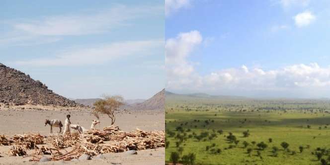 Jika Tak Ada Peristiwa Ini, Gurun Sahara Tetap Jadi Hutan