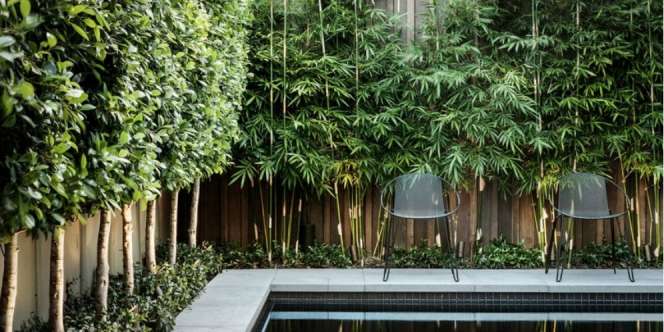 Tanaman Tinggi Nan Cantik untuk Pagar Alami