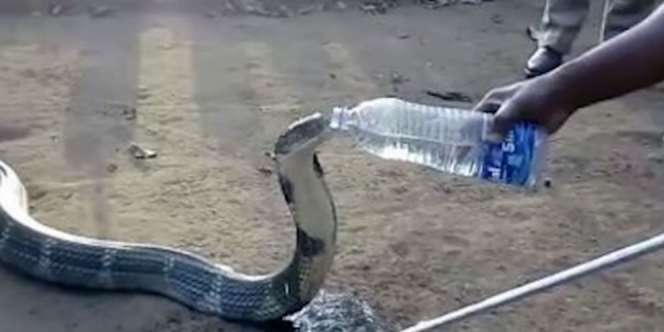 King Kobra Marah Diberi Air Minum, Astaga Reaksinya...