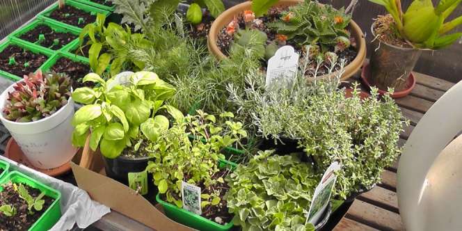 Manfaatkan Lahan Mungil untuk Taman Dapur