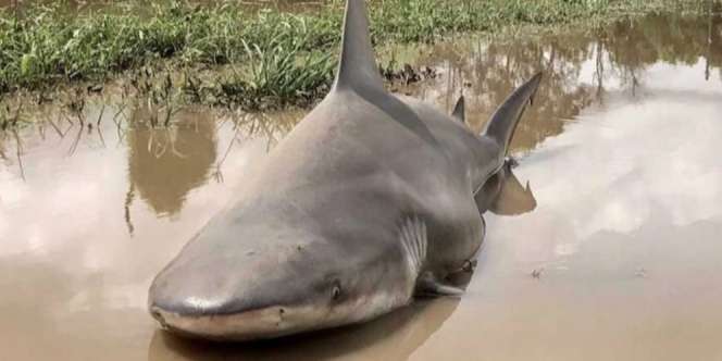 Hiu 'Berenang' di Jalanan, Warga Heboh