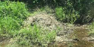 Ancaman Mematikan di Balik Gundukan Rumput, Ngeri Isinya...