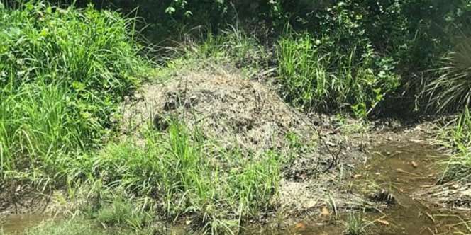 Ancaman Mematikan di Balik Gundukan Rumput, Ngeri Isinya...