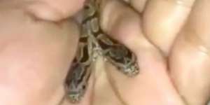 'Monster di Dunia Nyata' Berwujud Ular Berkepala Dua