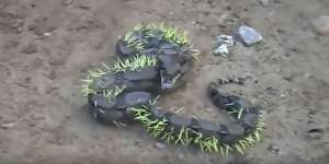 Salah Pilih Mangsa, Astaga di Tubuh Ular Ini Ternyata...