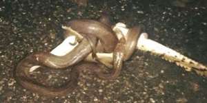 Warga Merinding Lihat yang Dimangsa Ular