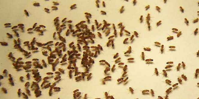 Cara Mudah Singkirkan 'Serangan' Lalat Buah