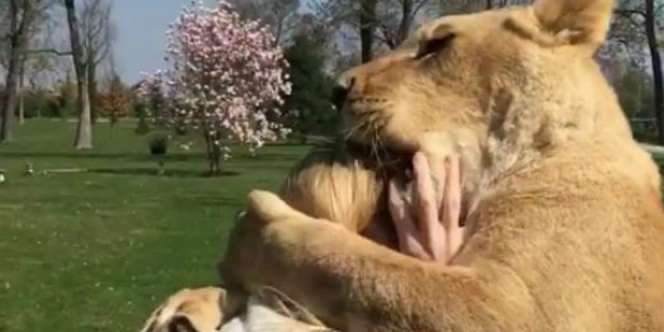 Video Singa Manja dengan Seorang Wanita Ramaikan Media Sosial