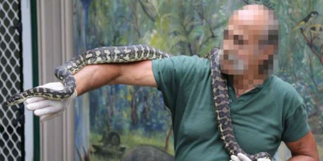 Astaga Ular Piton Itu Kecanduan Narkoba