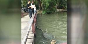 Terkejut Kemunculan Biawak Raksasa di Kampus, Ternyata..