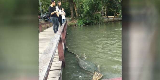Terkejut Kemunculan Biawak Raksasa di Kampus, Ternyata..