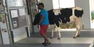 Si Pria Ajak Sapi Masuk Apartemen Naik Lift, Ternyata..