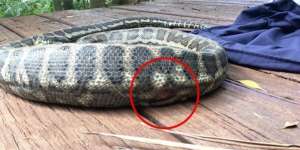 Perut Ular Piton Robek, Usai Diteliti yang Dimangsa...