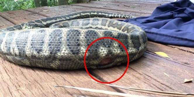 Perut Ular Piton Robek, Usai Diteliti yang Dimangsa...