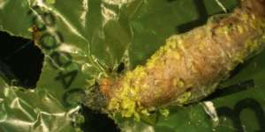 Ulat Ini Selamatkan Dunia dari Ancaman Besar