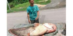 Geger Ikan Lele Seukuran Manusia, Saat Dimakan Rasanya...