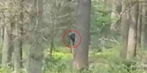Ada Bigfoot Tertangkap Kamera Berkeliaran di Hutan