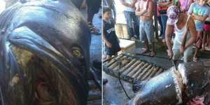 Curiga Ikan Besar Ini Memakan Manusia, Saat Dibelah Perutnya..