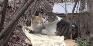 Bikin Nangis, Pengorbanan Seekor Kucing Jaga Teman yang Cacat