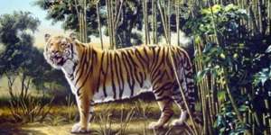 Ada 2 Harimau di Gambar Ini, Satunya Tersembunyi