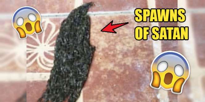 Ada Benda Hitam Mirip Wig, Setelah Dilihat Lebih Dekat...