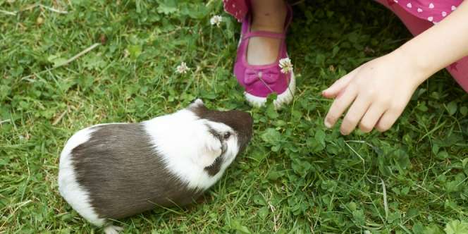 Bunda, Boleh Tidak Aku Pelihara Hamster?