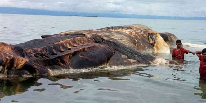 Warga Geger! Hewan Raksasa Bergading Terdampar di Pantai Seram