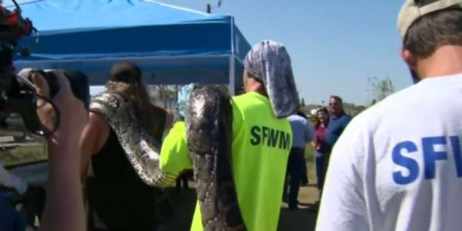 Ukuran Piton Ini Bikin Merinding, Astaga di Perutnya Ada...