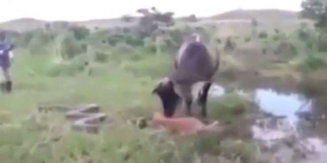 Anak Dibunuh, Ini Dendam Induk Sapi ke Anaconda 