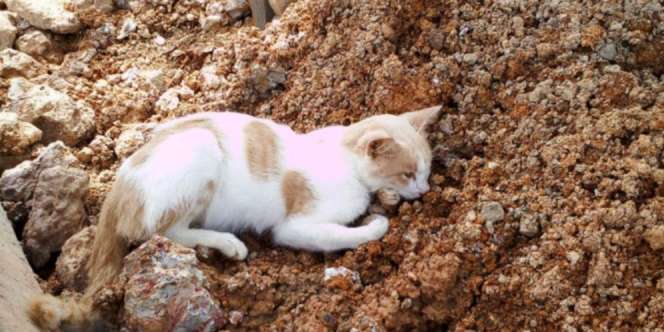 Kesetiaan Kucing Hingga Akhir Hayat Bikin Nangis