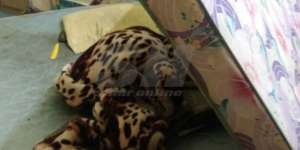 Cium Bau Busuk di Rumah Mertua, Astaga yang Ditemukan...