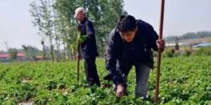 Ganti Biaya Operasi, Si Penabrak Meladang di Tanah Korbannya