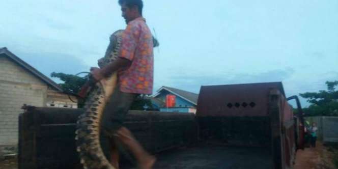 Wow! Pria Tanjungpinang Tangkap Buaya Pakai Tangan Kosong