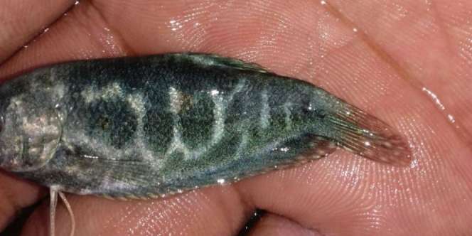 Subhanallah, Ikan Sepat Berlafadz Allah Ditemukan di Bogor