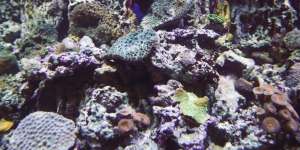 Dua Tahun Tak Periksa Akuarium, Saat Ditengok