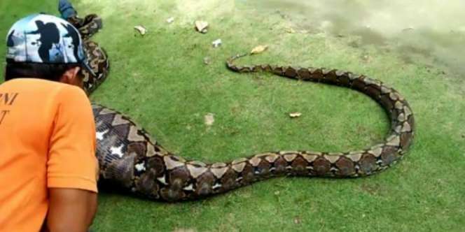 Perut Ular Piton Menggelembung, Astaga yang Dimangsa!