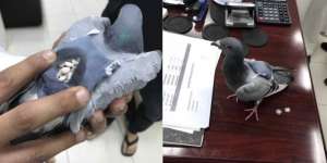 Burung Merpati `Kurir` Narkoba, Tak Percaya?