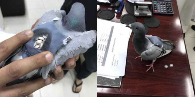 Burung Merpati `Kurir` Narkoba, Tak Percaya?