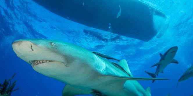 Ngeri! Hiu Raksasa Sambar Nelayan di Atas Perahu