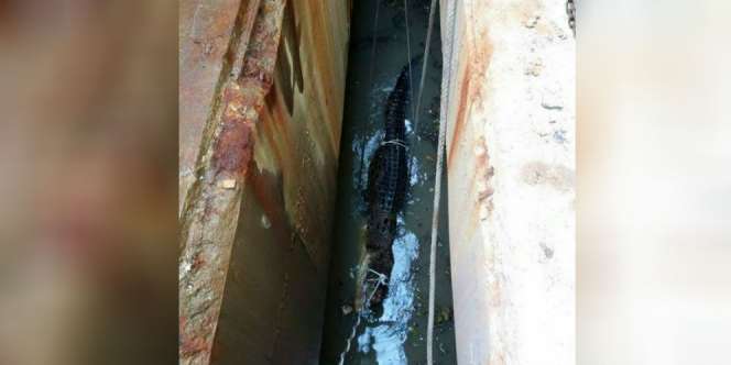 Geger Buaya Raksasa di Selokan, Saat Diangkat...