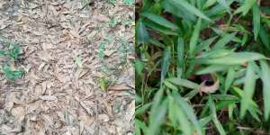 Kamu Bisa Temukan Hewan di 10 Gambar Ini?