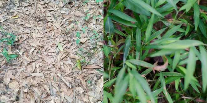 Kamu Bisa Temukan Hewan di 10 Gambar Ini?