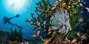 Melihat Pesona Keindahan Bawah Laut Indonesia Lewat Buku