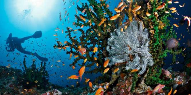 Melihat Pesona Keindahan Bawah Laut Indonesia Lewat Buku