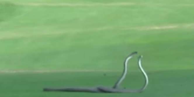 2 Ular Beracun Berkelahi di Lapangan Golf, Berebut Apa?