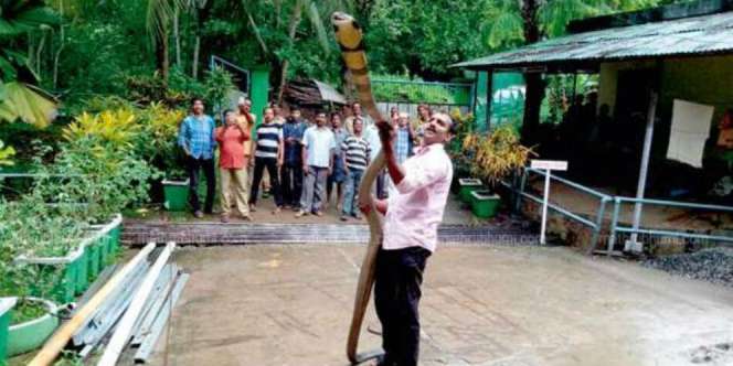 Sendirian, Si Pria Tangkap King Kobra Raksasa