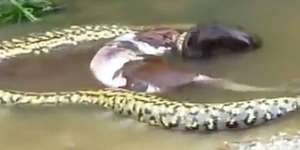 Usai Ditelan, Anaconda Raksasa Keluarkan Kembali Sapi Utuh